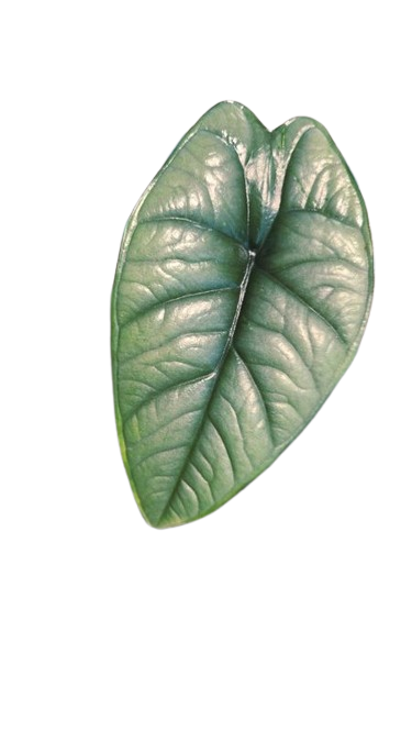 Alocasia platinium