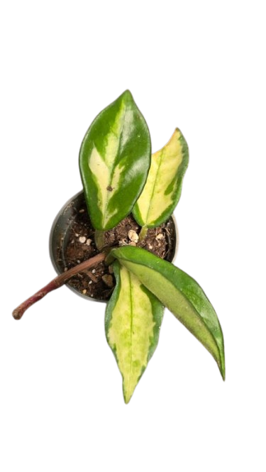 Hoya Carnosa Tricolor