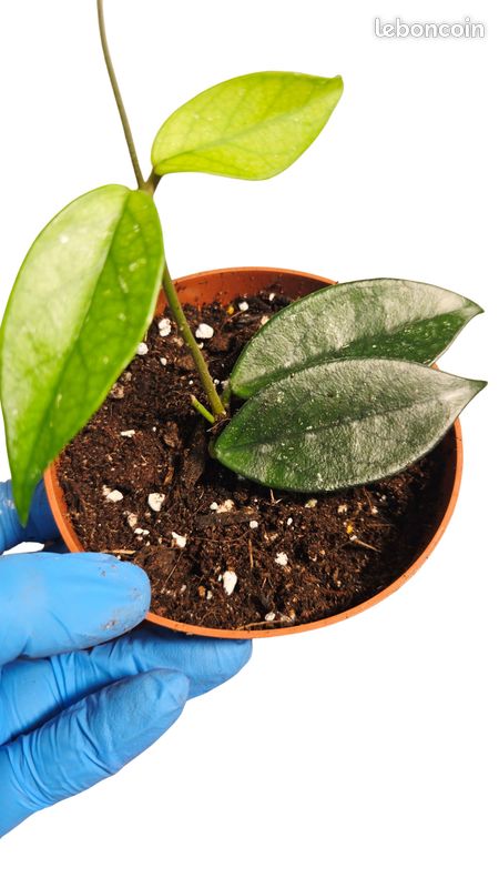 Hoya Sp Vietnam