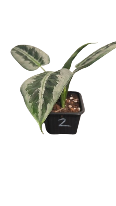 Schismatoflottis Walichii