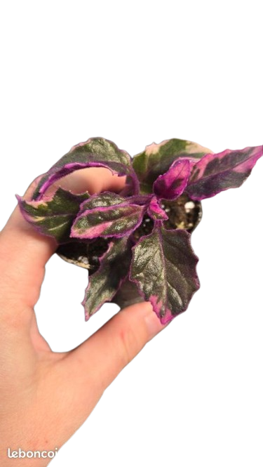 Gynura variegata