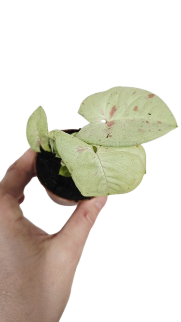 Syngonium milk Confetti