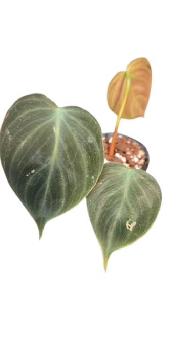 Philodendron Verrucosum