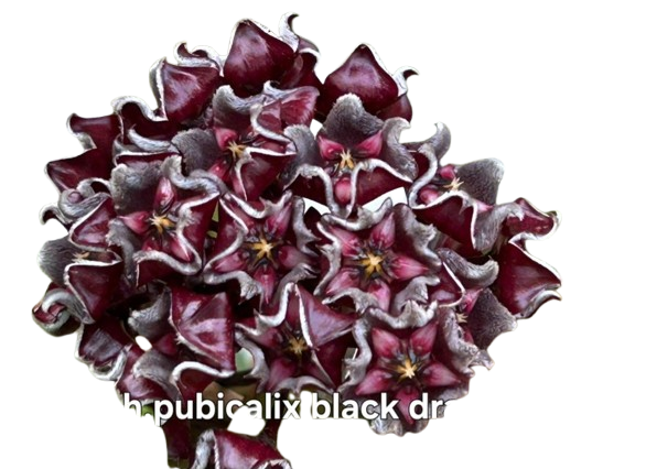 Hoya Pubicalix Black Dragon