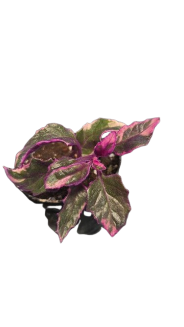 Gynura variegata