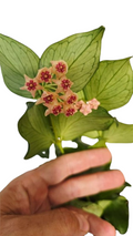 Hoya Polyneura Vietnam