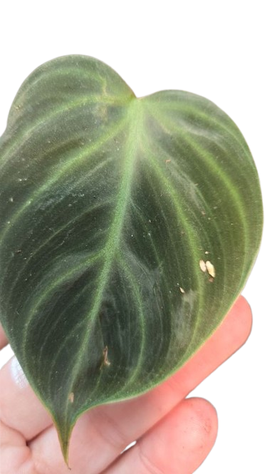 Philodendron Verrucosum