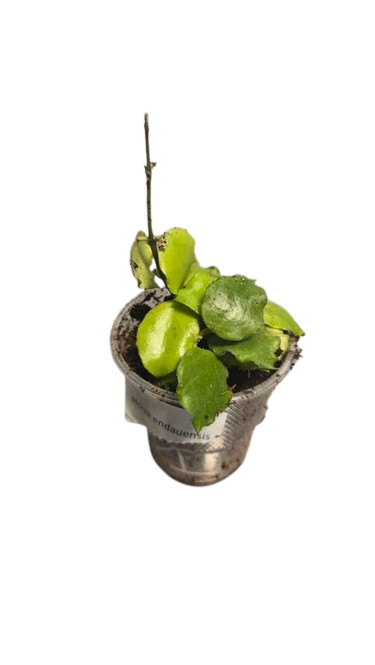 Hoya Endauensis