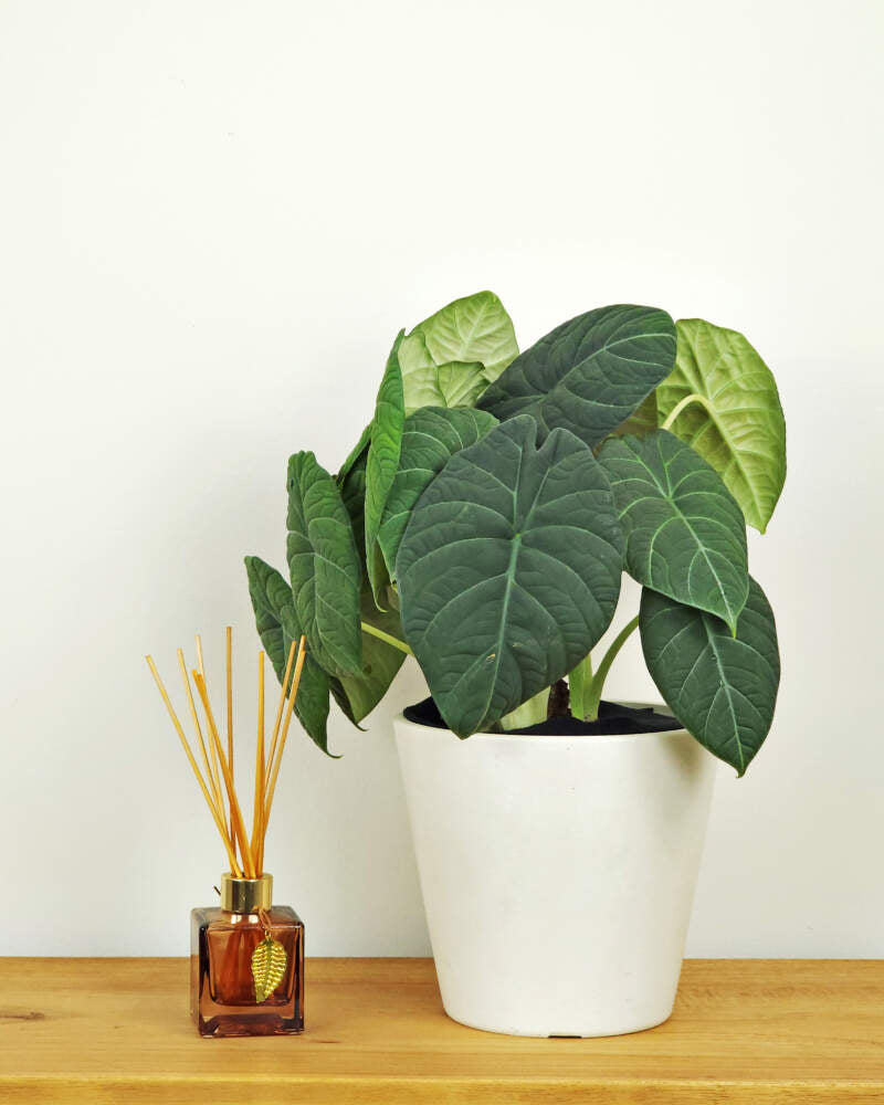 ALOCASIA MAHARANI