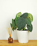 ALOCASIA MAHARANI