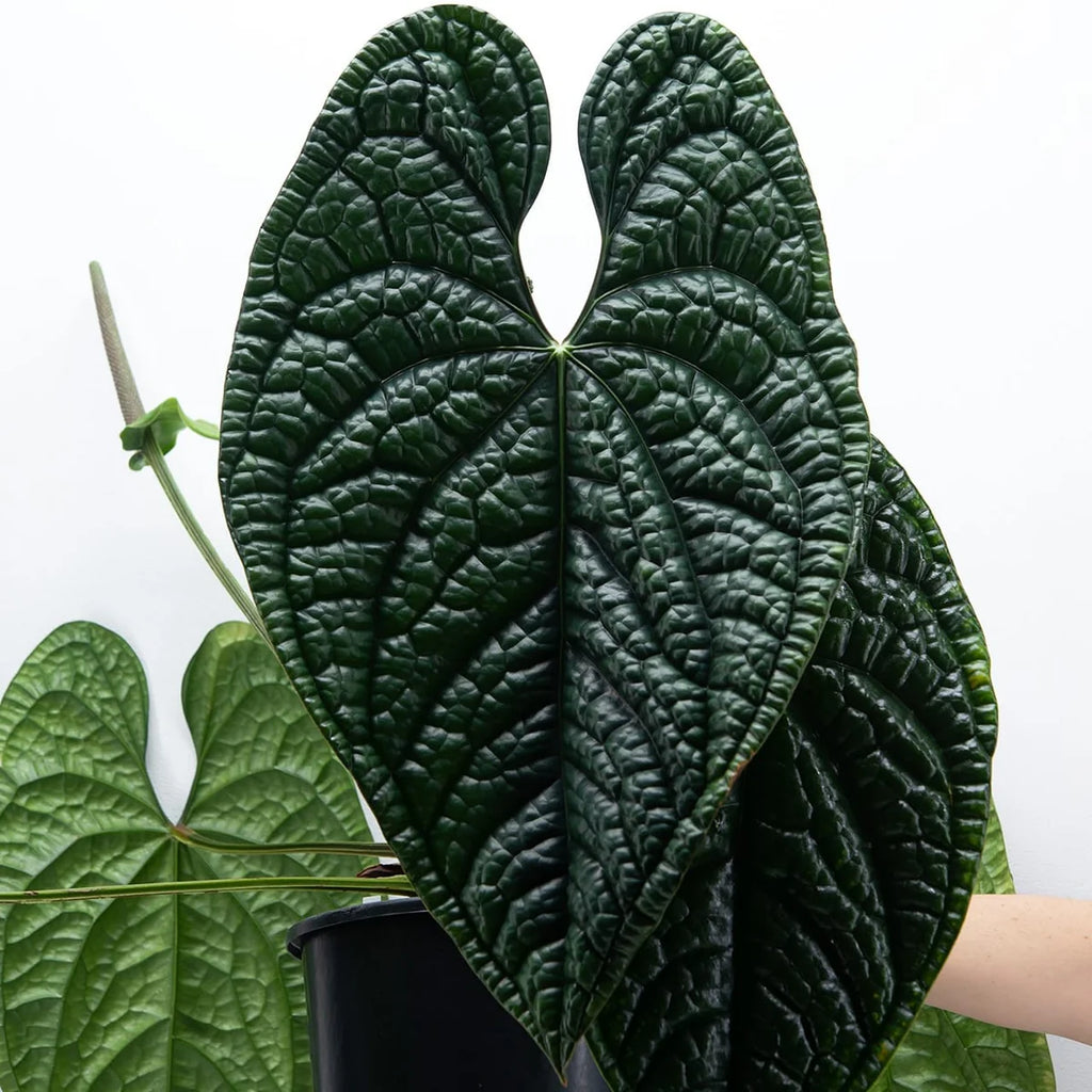 Anthurium Luxurians