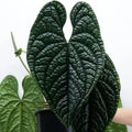 Anthurium Luxurians