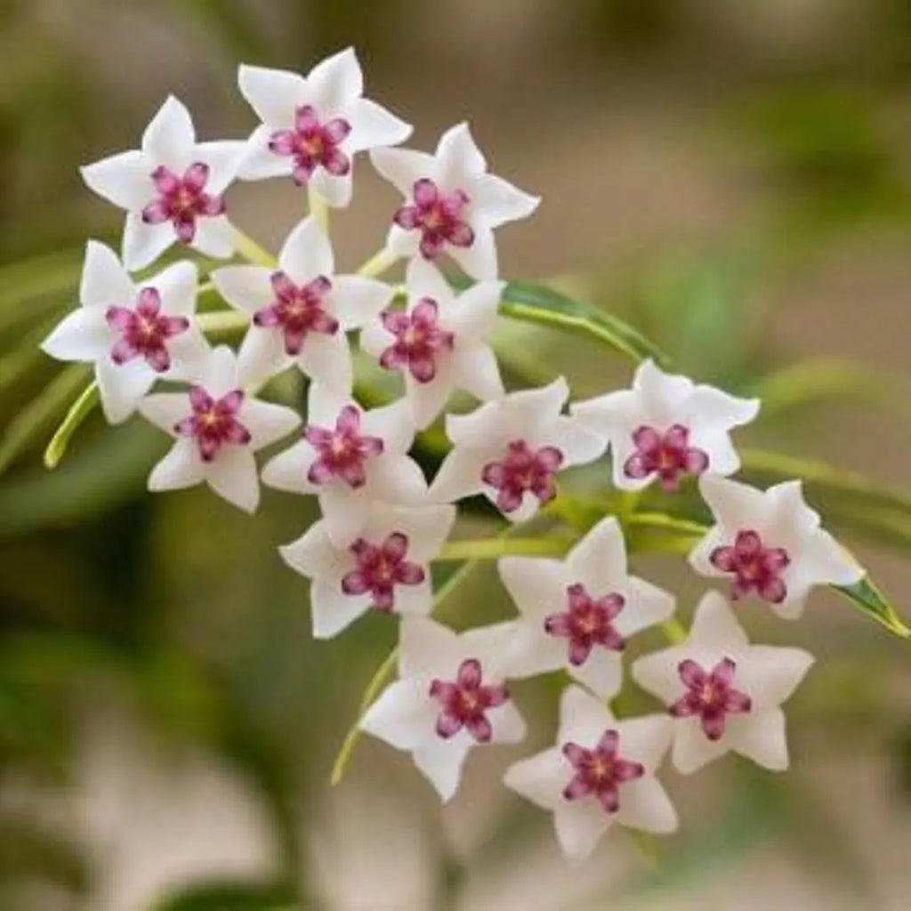 HOYA BELLA ALBOMARGINATA