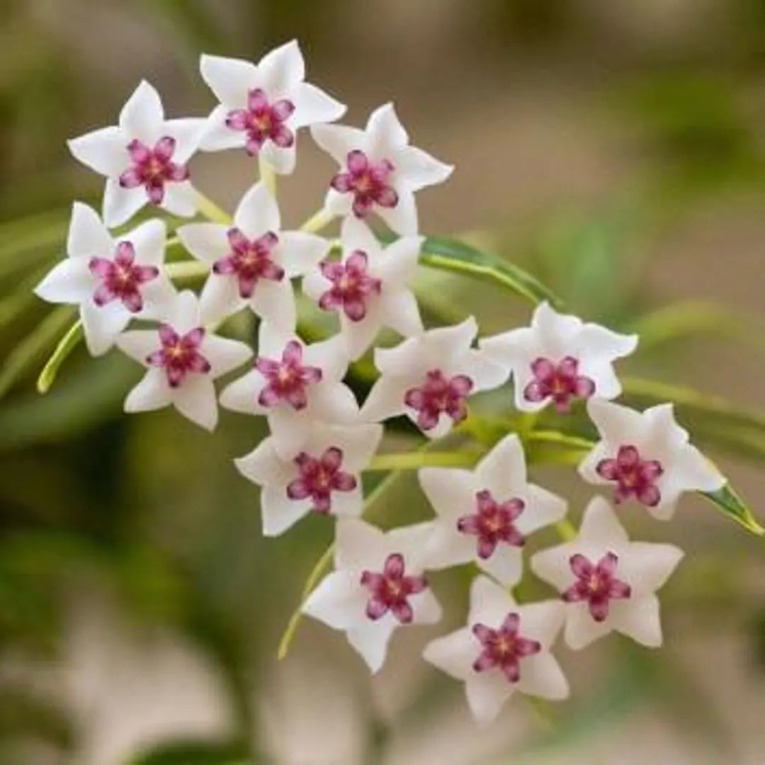 HOYA BELLA ALBOMARGINATA
