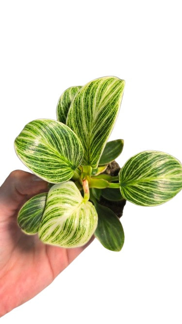 Philodendron birkin
