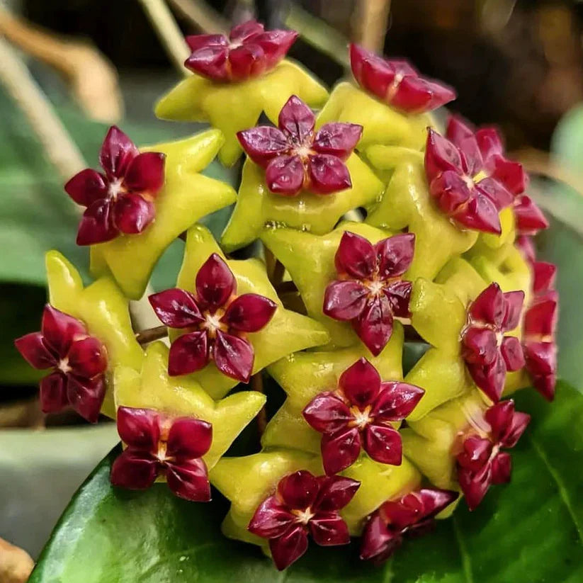 HOYA CINNAMOMIFOLIA