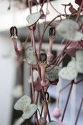 CEROPEGIA WOODII
