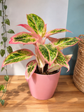 CACHE POT ROSE PLASTIQUE