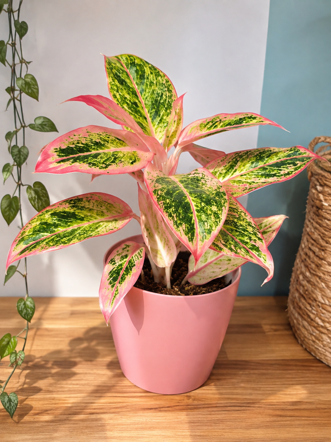 CACHE POT ROSE PLASTIQUE