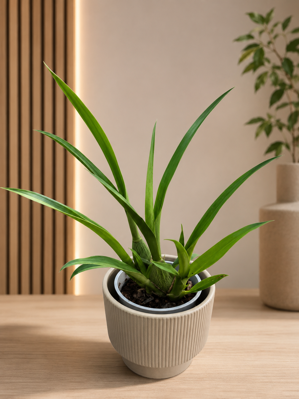 LOT D ORCHIDEE POUR SYLVIE