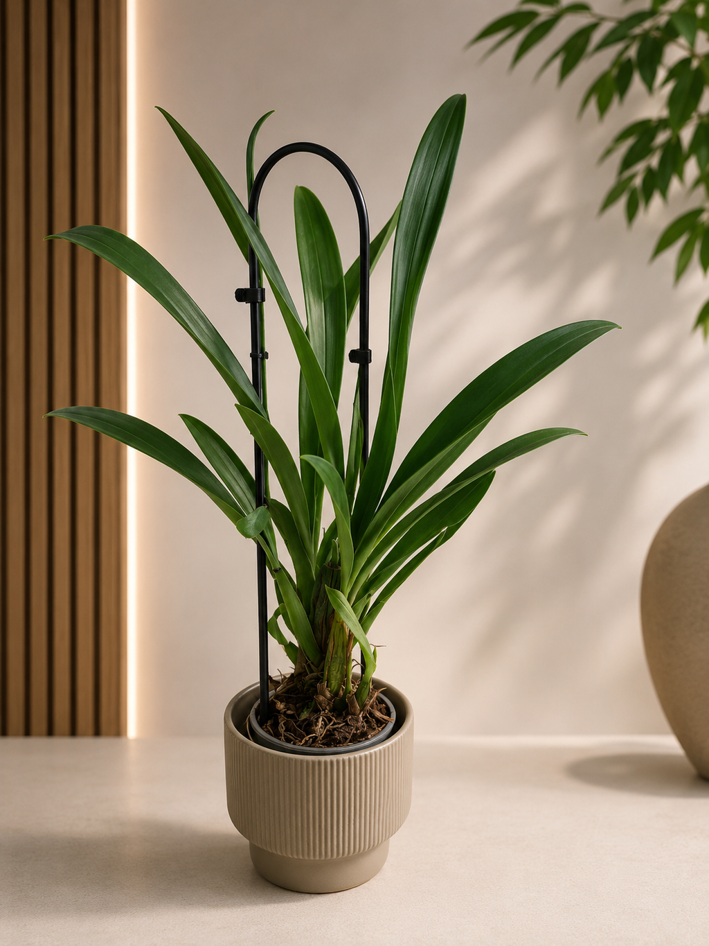 LOT D ORCHIDEE POUR SYLVIE