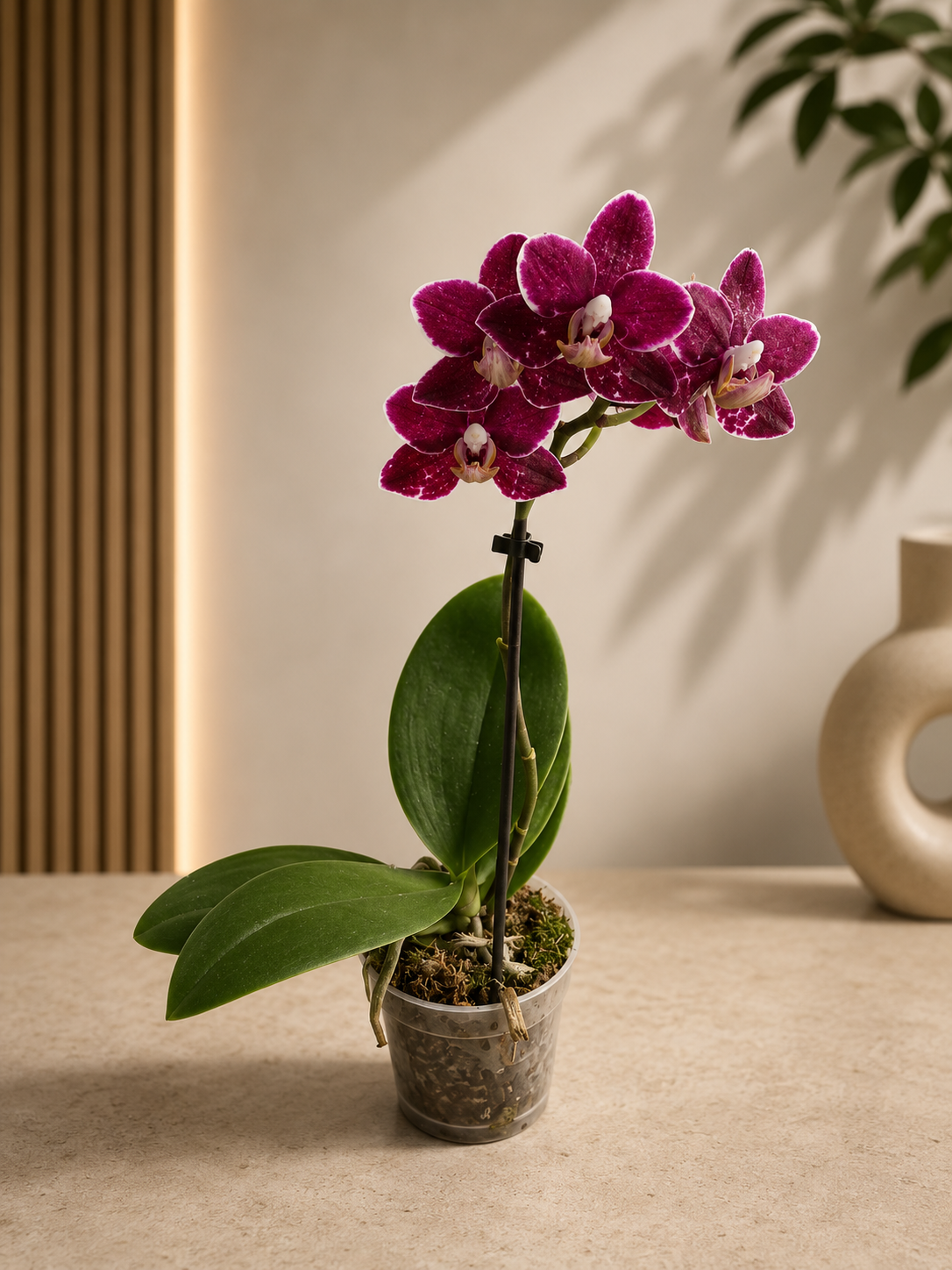 MINI PHALAENOPSIS BORDEAU