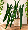 PHILODENDRON SPIRITUS SANCTI