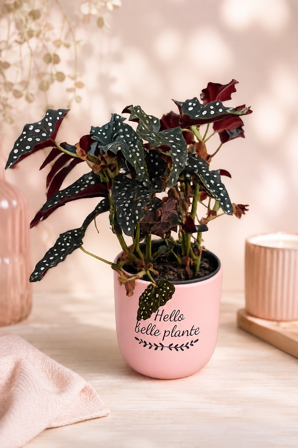CACHE POT HELLO BELLE PLANTE