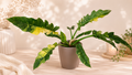 PHILODENDRON RING OF FIRE