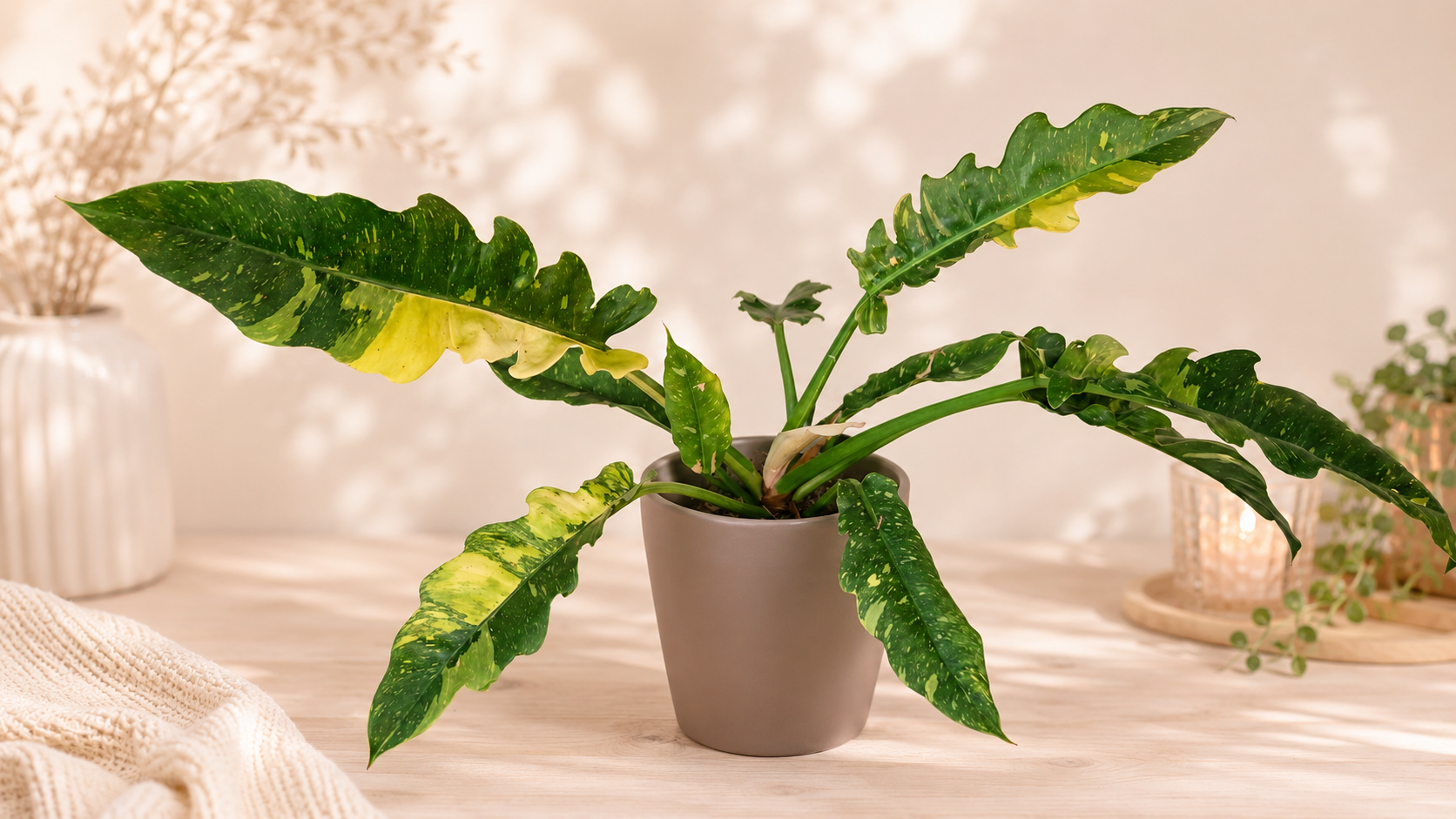 PHILODENDRON RING OF FIRE