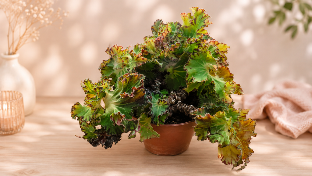 BEGONIA RIVIERE DU NIL