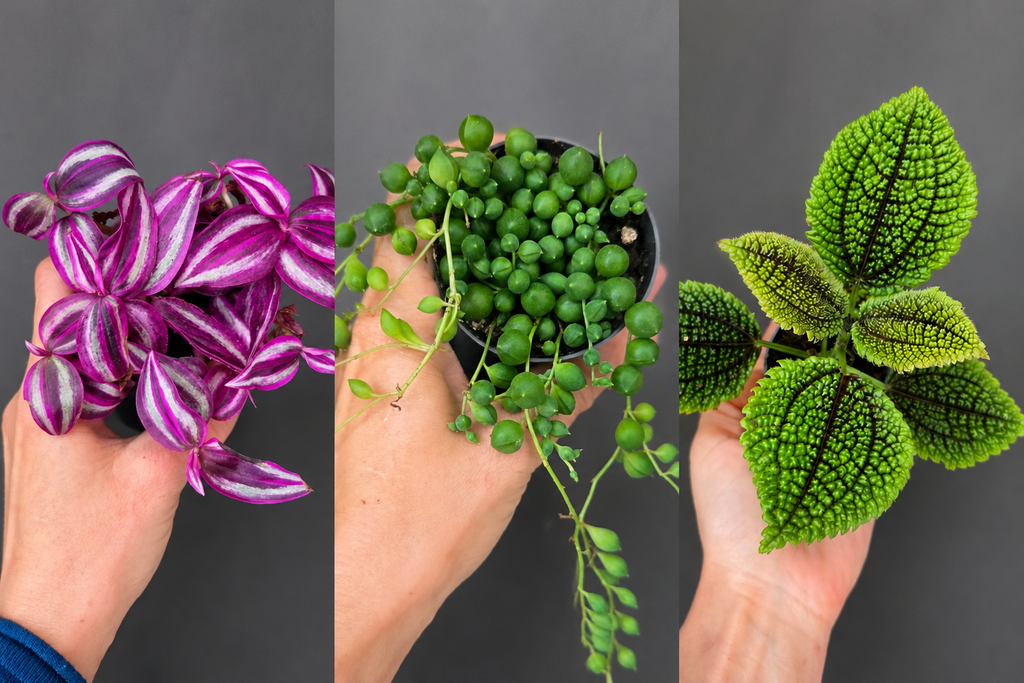Coffret Découverte 3 plantes