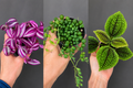 Coffret Découverte 3 plantes