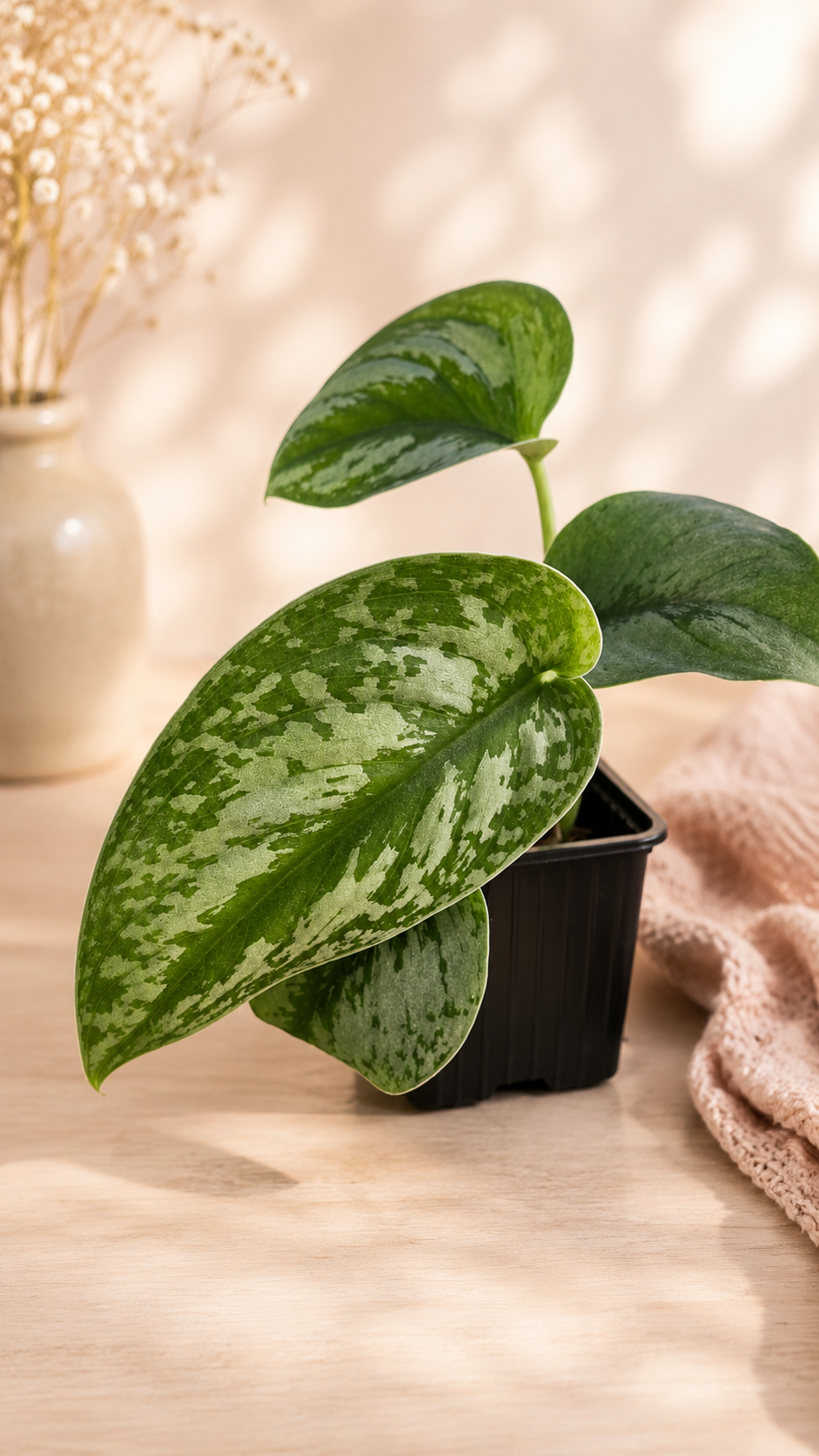 POTHOS EXOTICA