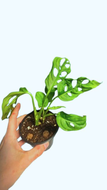 Monstera adansonii