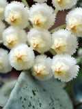 HOYA KROHNIANA ESKIMO SILVER