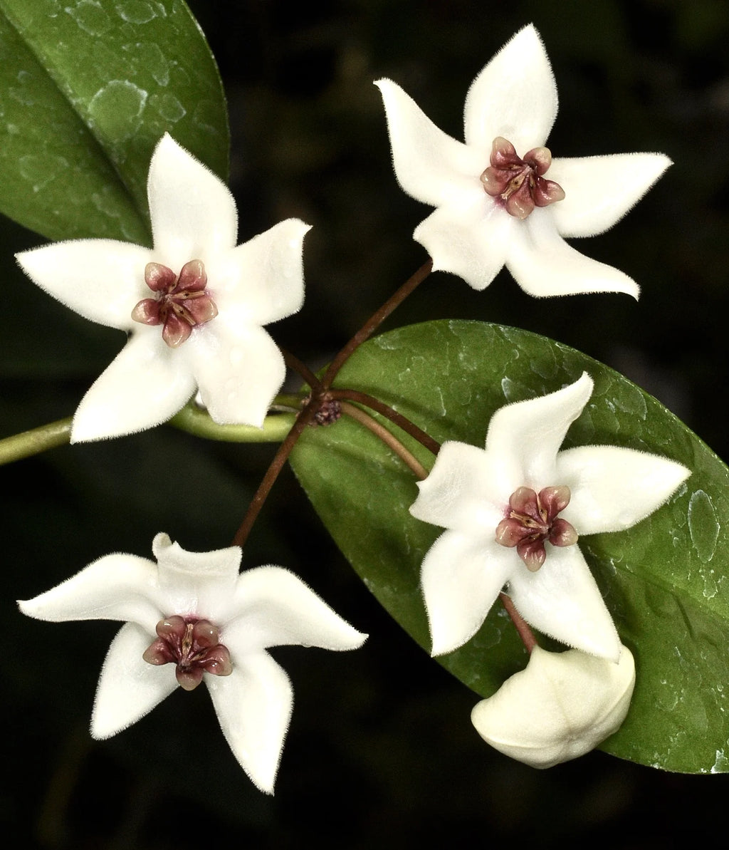 HOYA PAZIAE