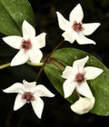 HOYA PAZIAE