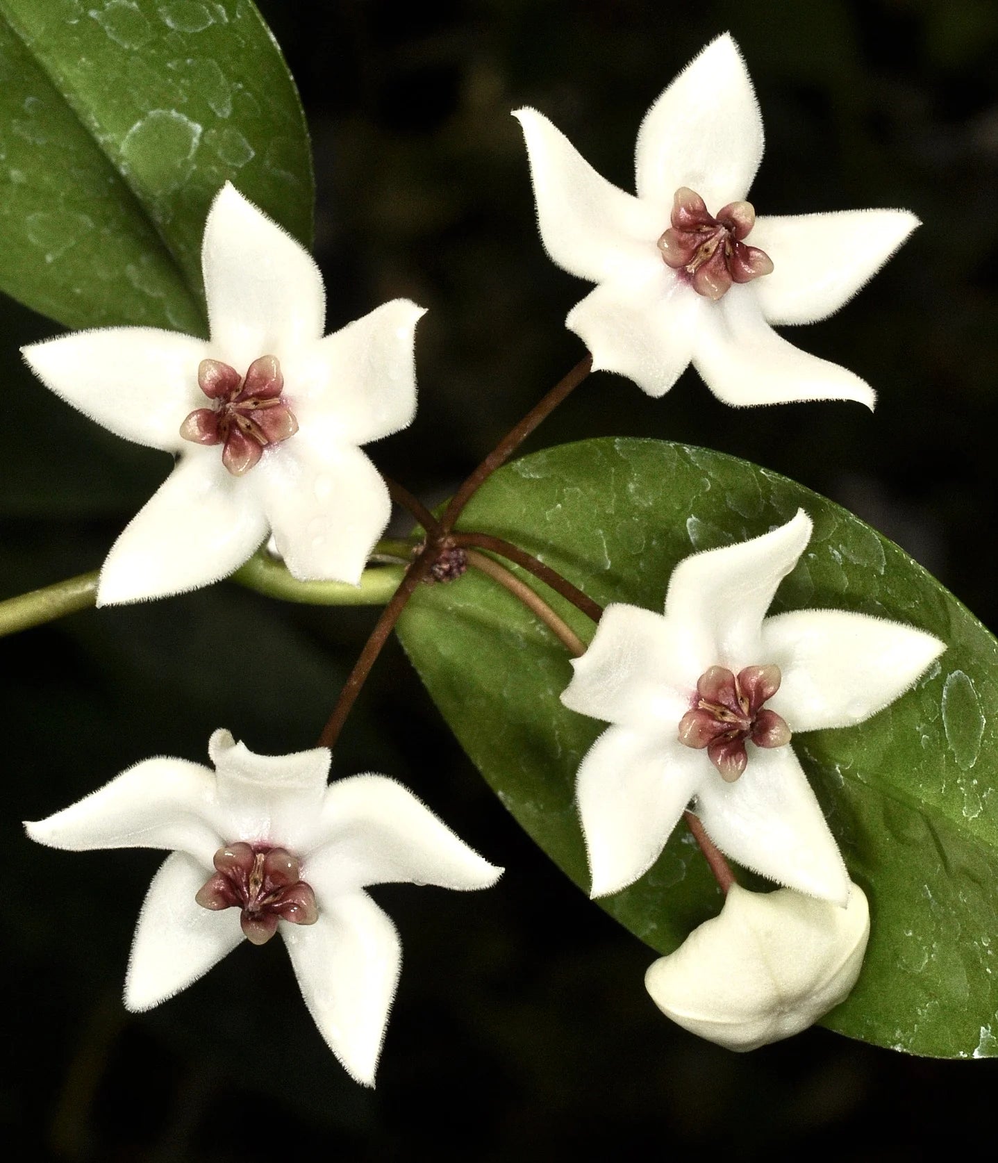 HOYA PAZIAE