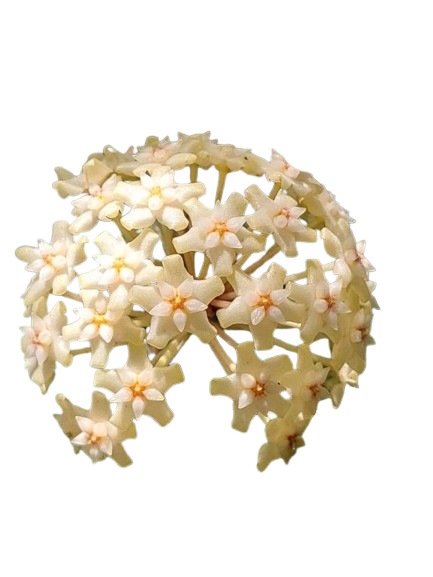 Hoya Sp Vietnam