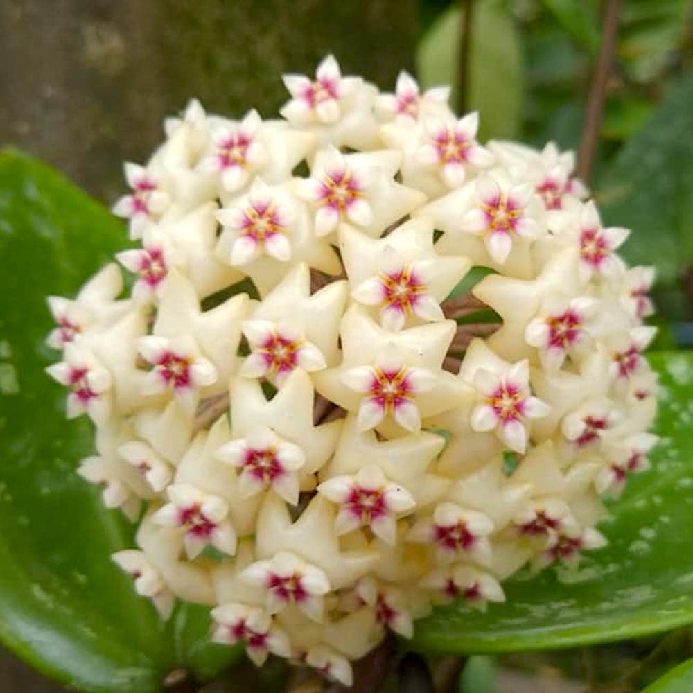 Hoya parasitica 'Heart Leaf Silver