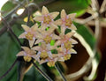 HOYA HYPOLASIA