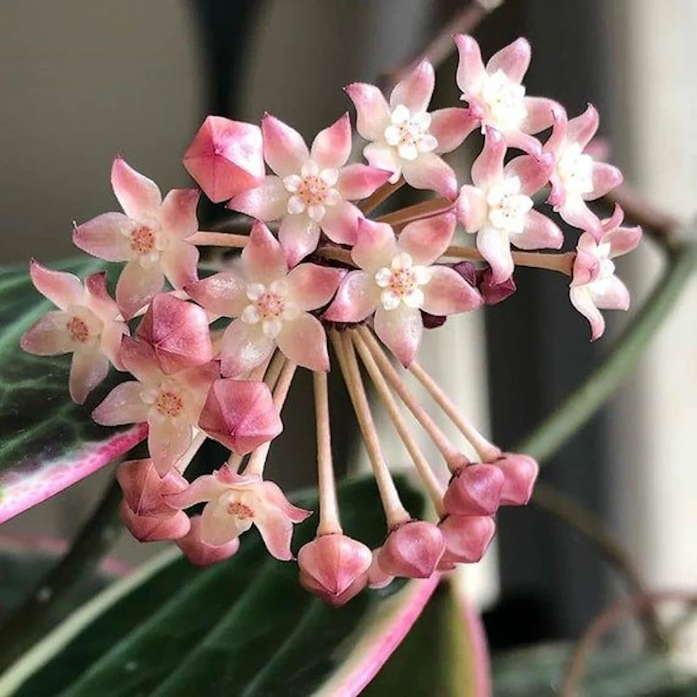 HOYA LATIFOLIA POT OF GOLD