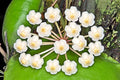HOYA IMBRICATA SPLASH