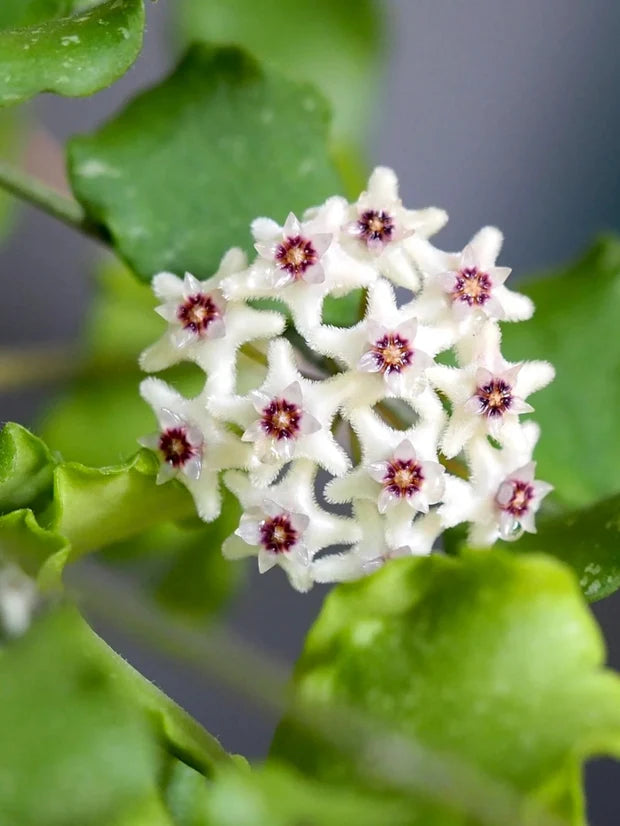HOYA KANYAKUMARIANA