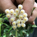 HOYA LACUNOSA TRICOLOR BRUNO