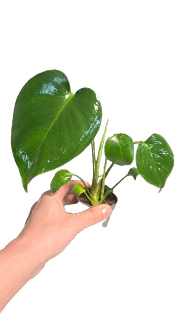 Monstera deliciosa