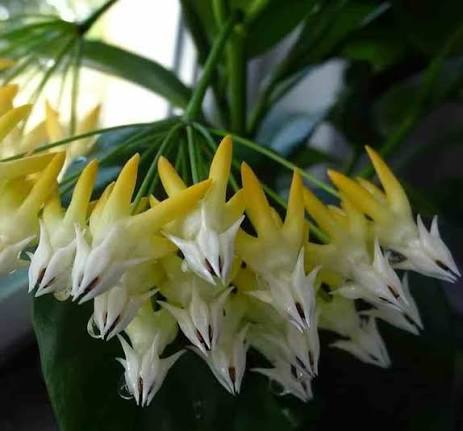 HOYA MULTIFLORA