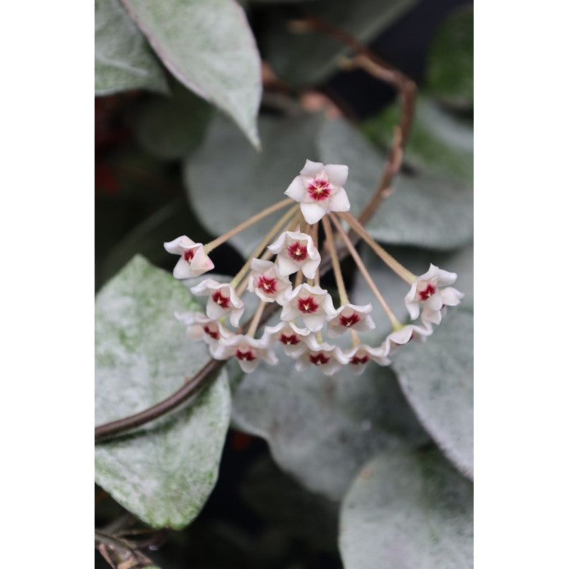 HOYA NOVA GHOST ( new guinea)