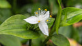 TRADESCANTIA FLUMINENSIS